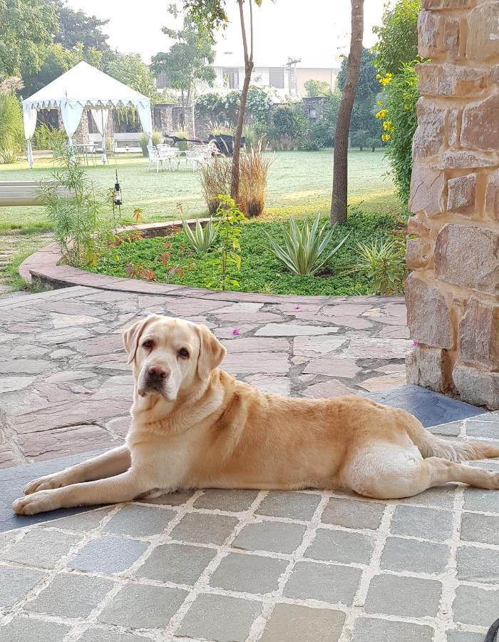 A Dog'S Story, Jaipur Bed & Breakfast Exterior photo