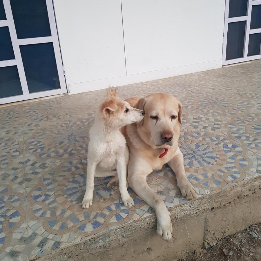 A Dog'S Story, Jaipur Bed & Breakfast Exterior photo