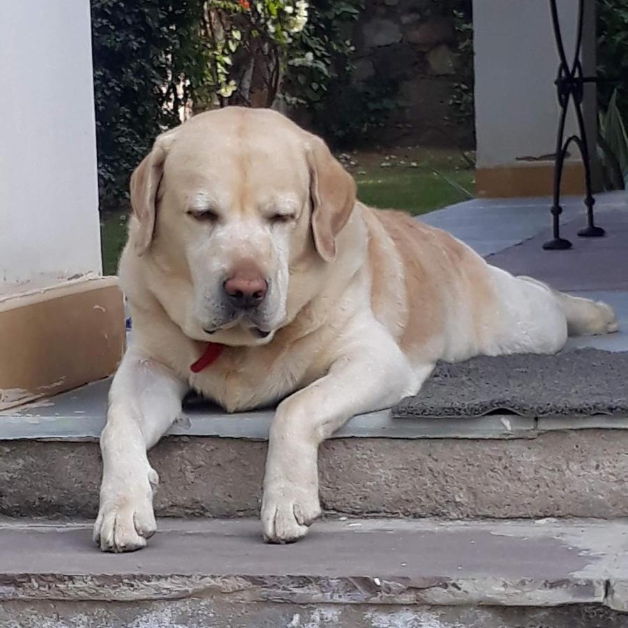 A Dog'S Story, Jaipur Bed & Breakfast Exterior photo