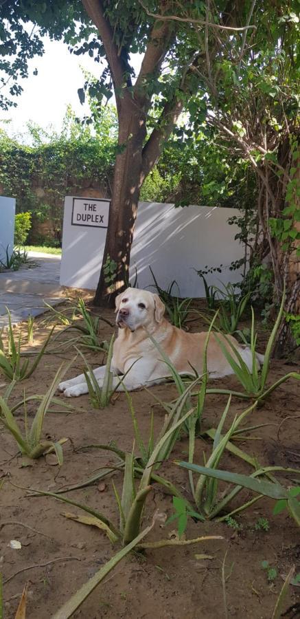 A Dog'S Story, Jaipur Bed & Breakfast Exterior photo
